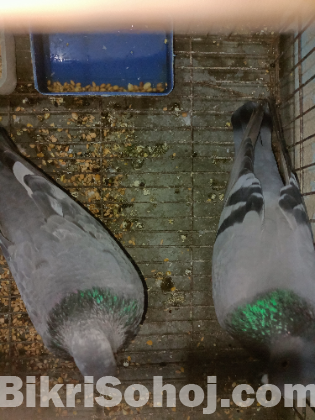 একজোড়া রেসিং হোমার কবুতর বিক্রি করা হবে